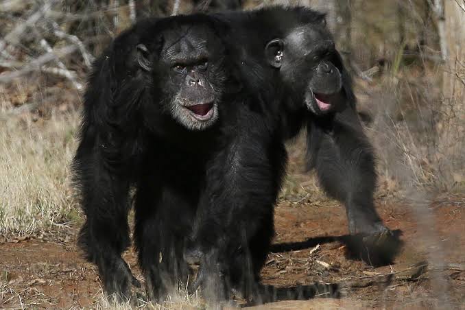 Researchers tickle gorillas, other apes and find out they giggle