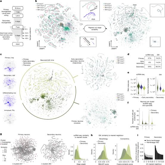 A global molecular code for birth order and neuronal identity in Drosophila