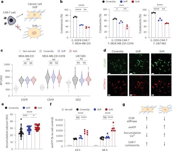 Identifying and reprogramming softness-driven cancer stem-like cells overcomes CAR-T cell resistance in solid tumours