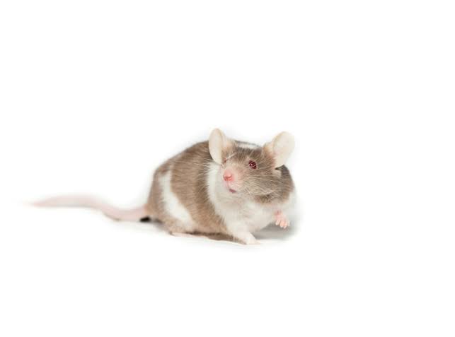 Mammal Tissue Regeneration Activated: FGF2 and BMP2 Override Scarring in Mice