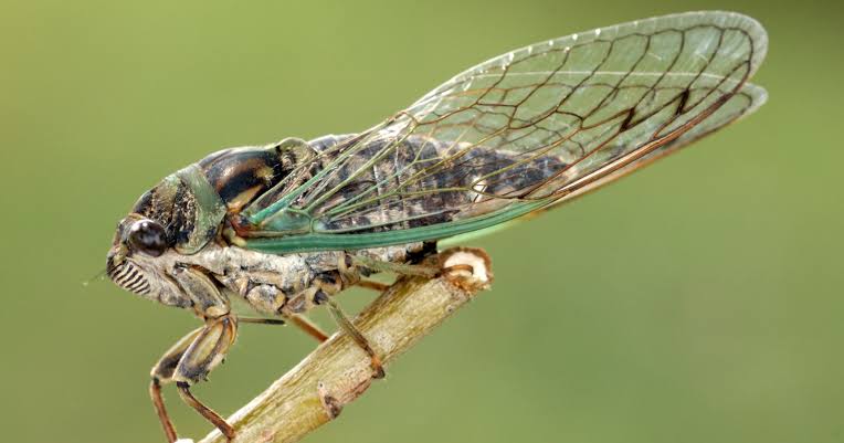 Periodical cicadas in the eastern United States emerge from the ground every 13 or 17 years — both prime numbers, not by coincidence — because their long, indivisible cycles make it nearly impossible for any predator with a shorter life cycle to evolve to fee
