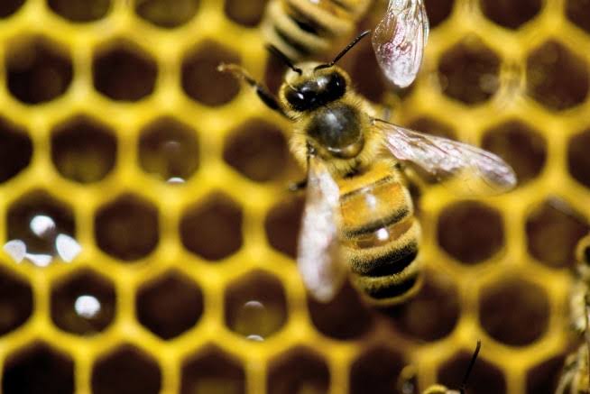 To Make a Queen, There's a Special Kind of Worker Bee