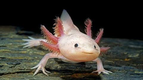 Meet The Axolotl — The Salamander That Can Regrow Its Own Brain