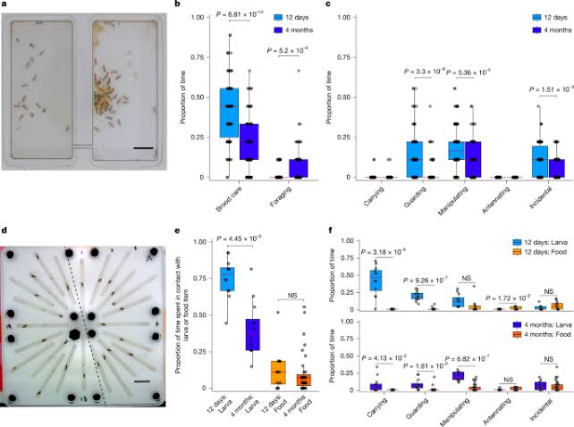 Ancient feeding-related neuropeptides regulate alloparenting in ants