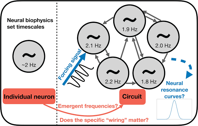 Nature might have a universal rhythm