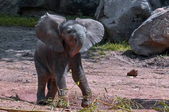 Why Elephants Avoid Mice: The Real Reason Isn’t Fear
