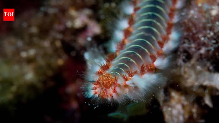 Scientists have found an ancient sea worm with jaws made from a mysterious 'bio-metal' never encountered