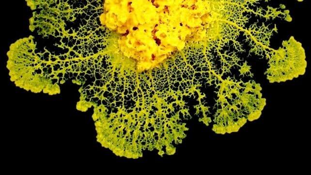Physicists Discover How Slime Mold 'Makes Decisions' Without a Brain