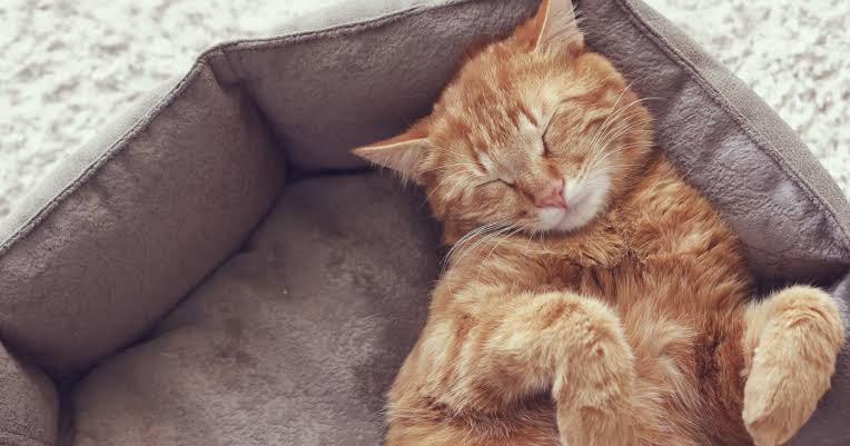 Cats sleep between 12 and 16 hours a day not because they are lazy but because their hunting strategy requires explosive short-burst energy — and a body that can sprint at nearly 50 kilometres per hour needs most of the day to prepare for a few seconds of
