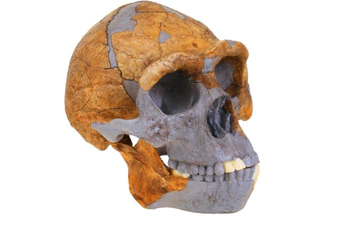 Ancient tooth proteins suggest ‘Homo erectus’ may have left a genetic legacy in people today