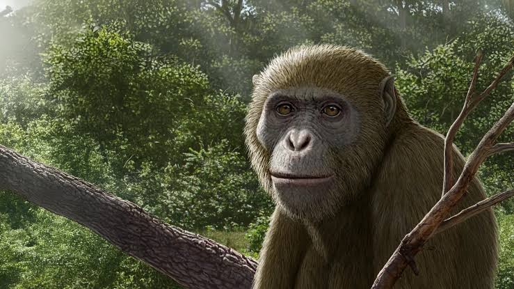 Ancient ape fossil in Egypt challenges the story of human origins