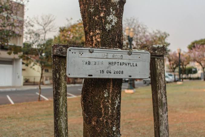 In 1971, Apollo 14 astronaut Stuart Roosa carried hundreds of tree seeds around the Moon in his personal kit, and the ordinary-looking seedlings that came home were planted in courthouses, schools and parks where many grew for decades with their flight hi