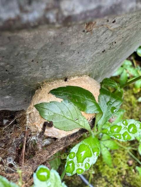 Gardener Watches Cocoon In Her Backyard For 10 Months — Then A Miracle Happens