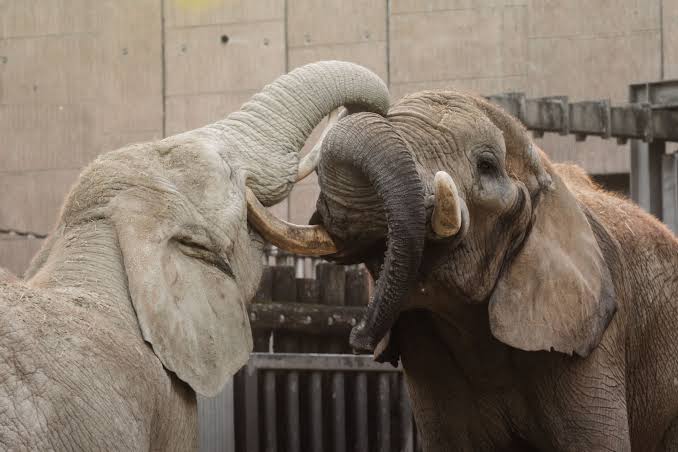 When elephants play, they rapidly copy one another’s trunk and head movements — a form of bodily mimicry resembling the contagious smiles and laughter seen in humans