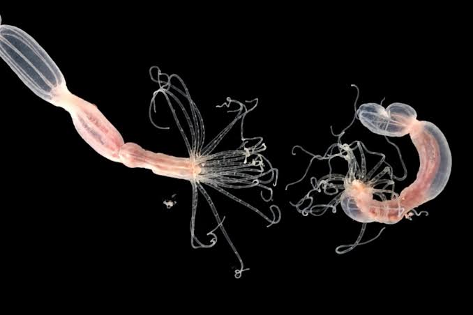 A Sea Anemone Uses CARDIB to Fight Viruses—and It’s Even More Bizarre Than It Sounds