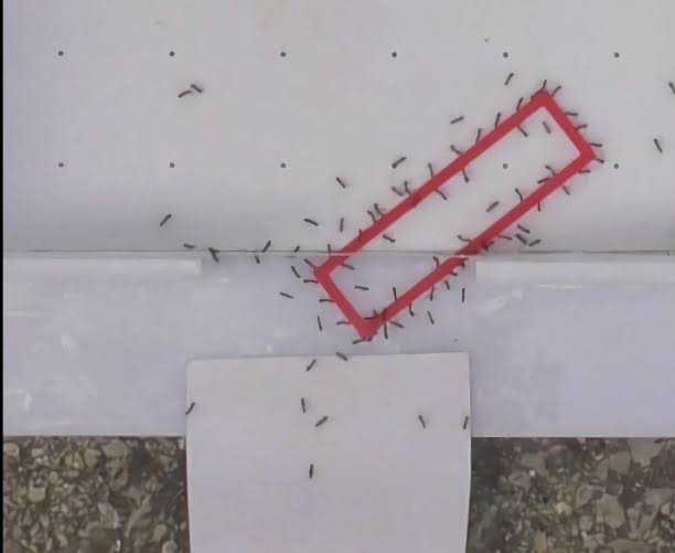 Ant teams beat gravity-based puzzle solvers