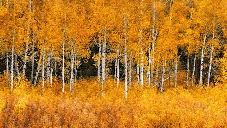 Aspen trees provide a natural buffer against wildfires, even as fire season intensifies, study shows