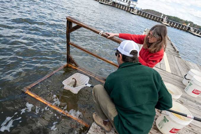 A strange transmissible cancer is spreading through the catfish in this lake