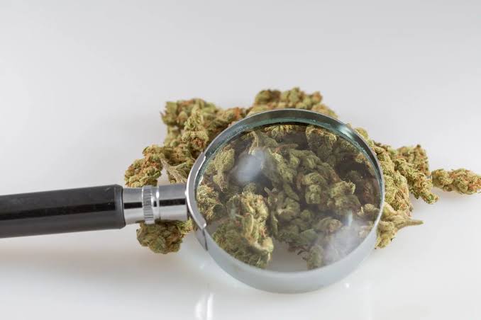 Federal Science Agency Adds New Cannabis Compounds To Its Library Of 'Chemical Fingerprints'