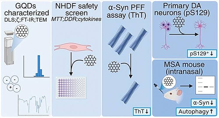Graphene quantum dots show promise in targeting Parkinson's-related protein clumping