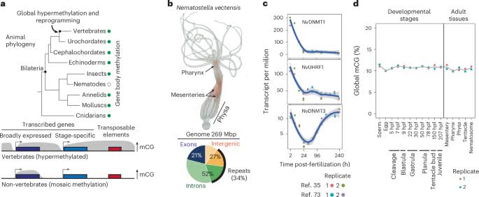 Gene body methylation suppresses intragenic transcription and permits epigenetic inheritance in a cnidarian