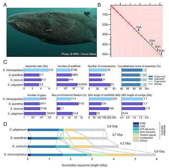 Greenland shark genome reveals clues to 400-year lifespan