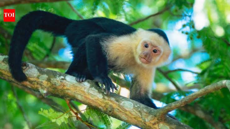 Costa Rica scientists placed an AI touchscreen in a wild forest; 16 capuchin monkeys used it for banana r