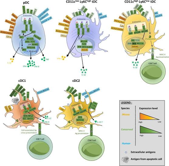 A synthetic cell grew, copied its DNA, and split in two