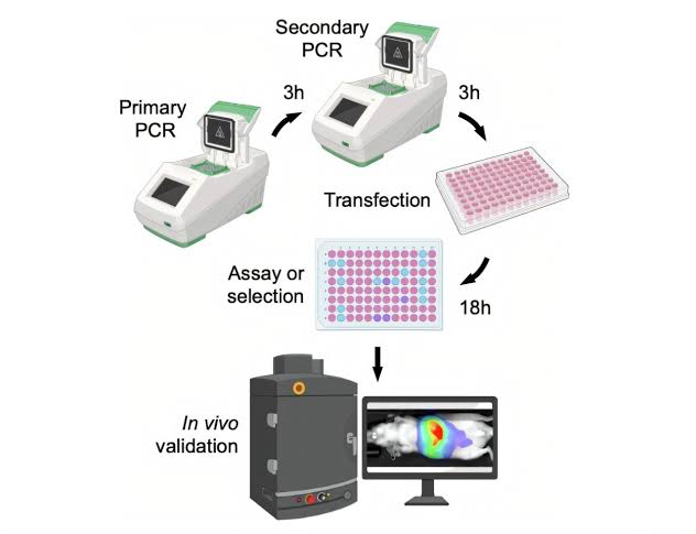 Bioengineers condense protein engineering and testing to a single day
