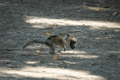 In 2024, A Routine Observational Study Captured Something Nobody Had Ever Seen Before – California's Squirrels Hunting And Eating Other Mammals