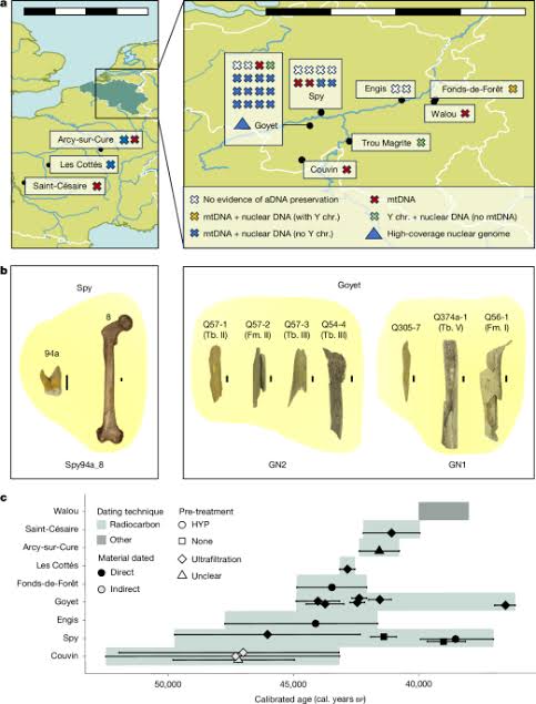 Genetic diversity of late Neanderthals in northwestern Europe