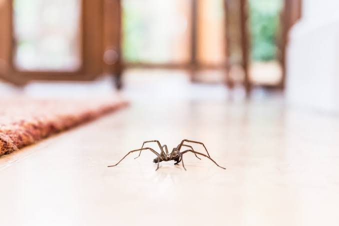 Why you should never kill spiders in your home, according to an entomologist