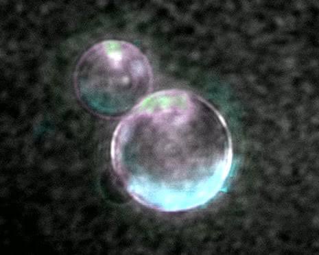 ‘Beautiful blobs’: synthetic life a step closer as scientists make cells using lab-made DNA
