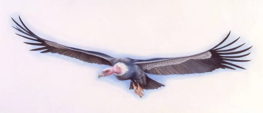 "It resembled a biplane when airborne, with a wingspan that measured a massive 7m across. It was incredibly heavy too; tipping the scales at 72kg"