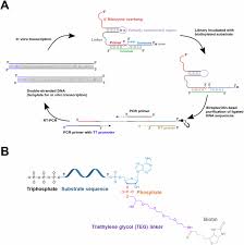 A ribozyme ligase that requires a 3′ terminal phosphate on its RNA substrate