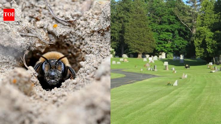Scientists discover 5.5 million bees living beneath a New York cemetery for over 100 years and it could h