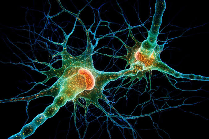 Perfect Timing for Memory Identified