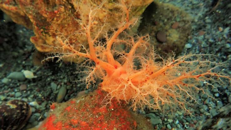 Amputated sea cucumber parts show signs of ‘immortality,’ researchers say