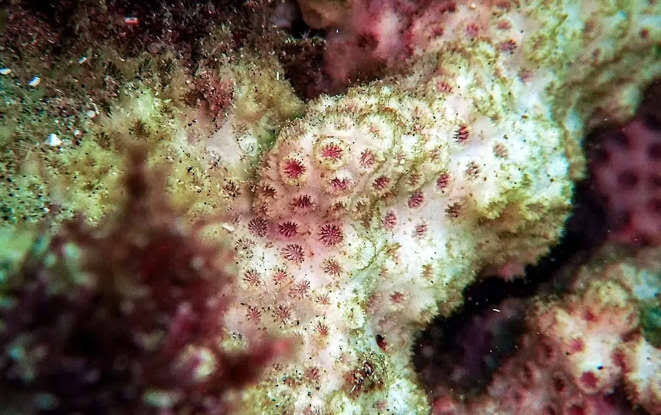Oceans are heating faster than we think