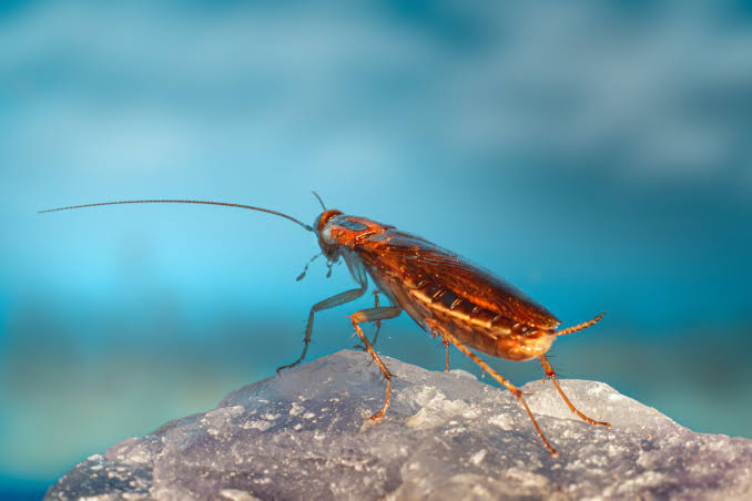 Cockroach genomes are packed with DNA transferred by their endosymbiont bacterial partners