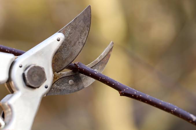 Scientists Discover Plants “Scream” – We Just Couldn’t Hear Them Until Now