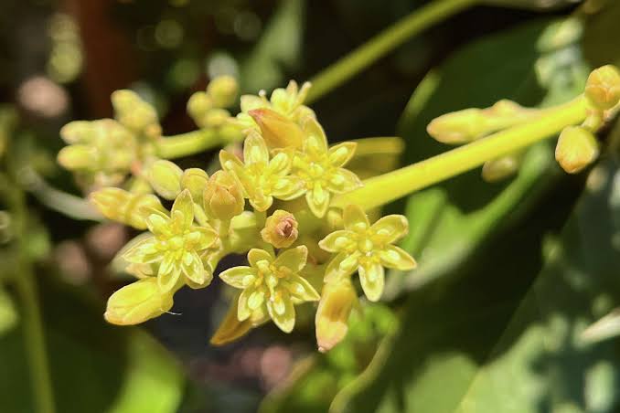 Groundbreaking discovery could remake California's avocado breeding