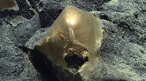 Mysterious Golden Orb at The Bottom of The Ocean Finally Identified