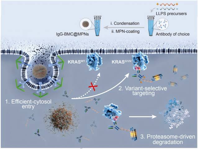 Novel synthetic biomolecule degrades disease-related proteins