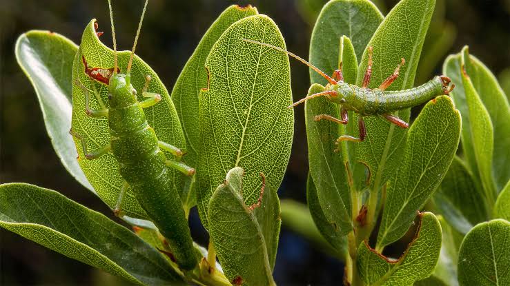 How Ecotypes Harbor the Genetic Memory of a Species’ Past