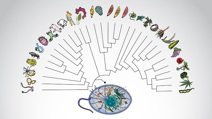 Reconstructed 1.5‑billion‑year‑old protein network reveals hundreds of hidden disease‑linked genes