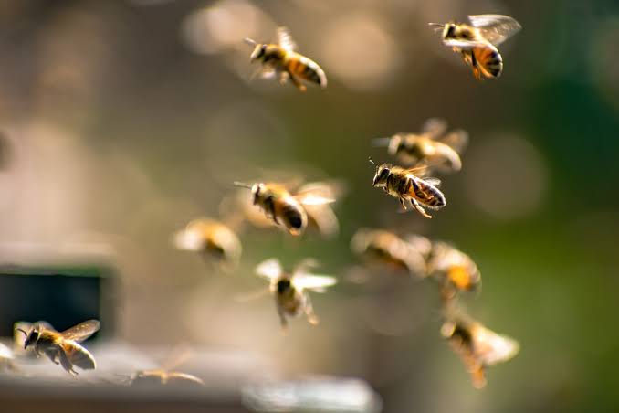 Millions of bees found under cemetery: ‘Completely floored’