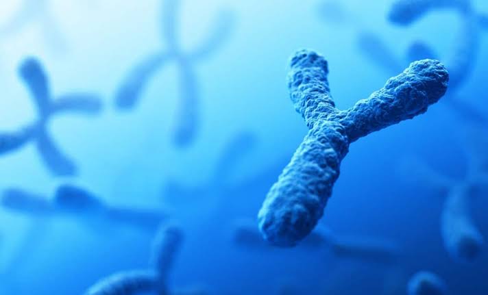 The Y Chromosome May Be Disappearing. What Happens to Men If It Runs Out?