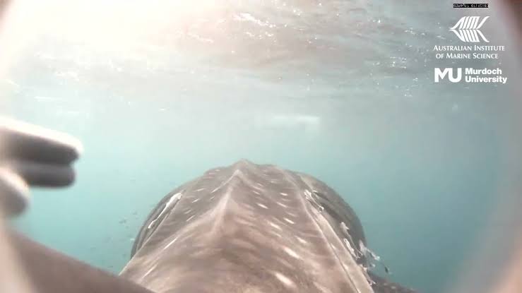 First-of-its-Kind Footage Shows the Ocean From a Whale Shark’s Perspective