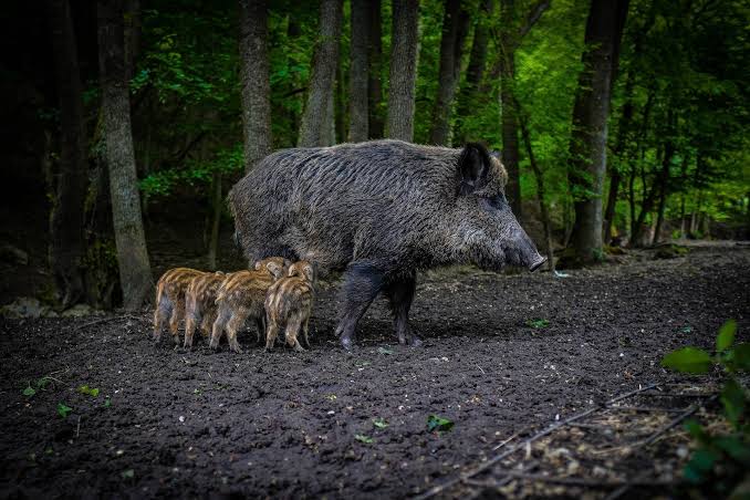 Introduced wild pigs linked to fewer invasive plants, while native deer show the opposite pattern